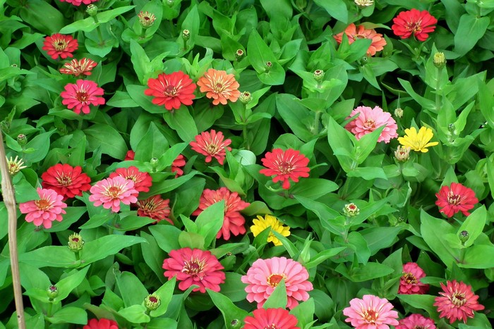 A field of colorful Zinnias in bloom