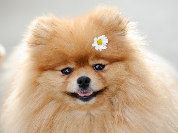 Pomeranian dog with a daisy on its head