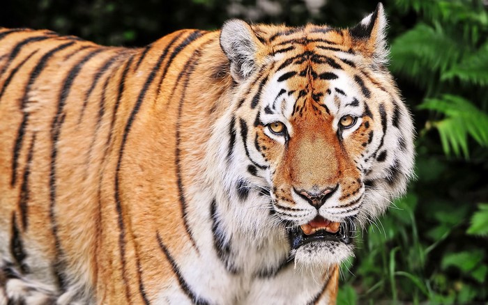 Close-up of a tiger's face