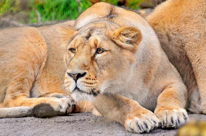 Lioness lying down with another lion behind her