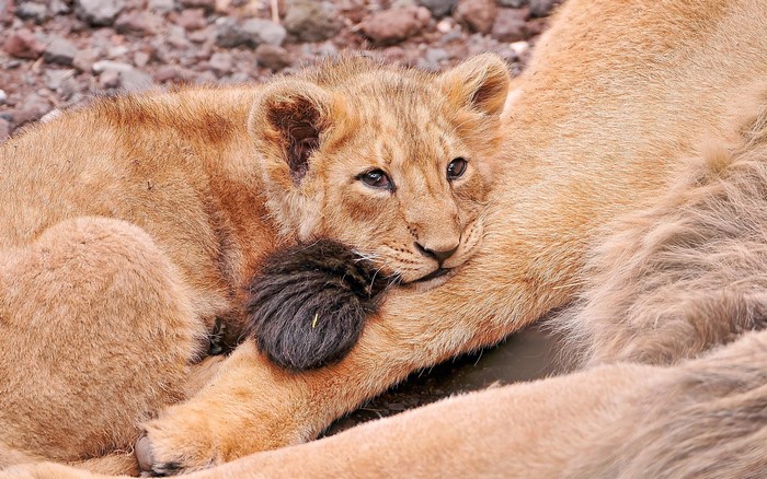 Lion cub resting on its mother