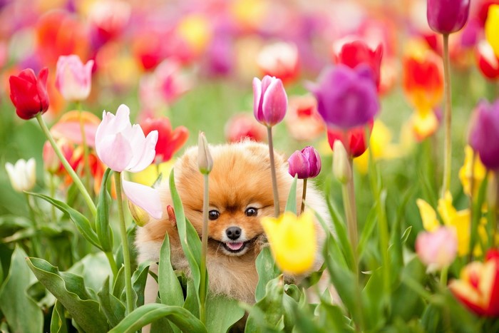 Pomeranian dog in a field of tulips
