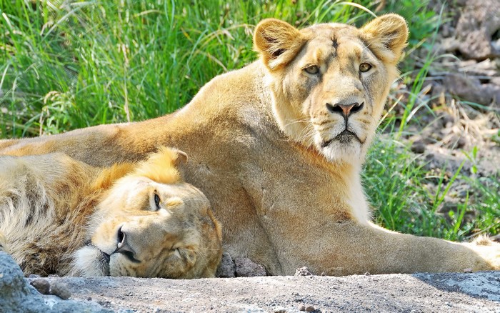 Two lions resting in grassy area