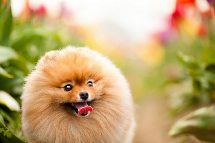 Pomeranian dog with tongue out in a field of flowers