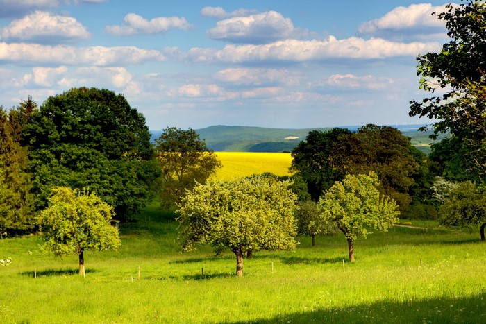 Green rolling hills with a yellow field and trees