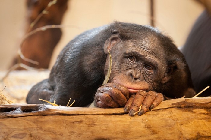 Bonobo resting on a log