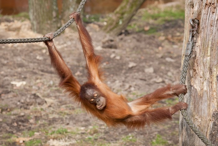 Young orangutan hanging from a rope