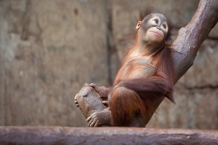 Young orangutan sitting on a tree branch