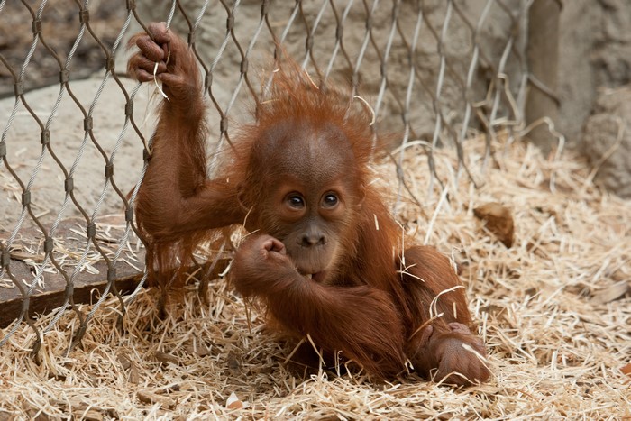 Baby Orangutan Behind Fence