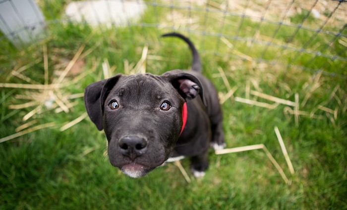 Curious Black Cane Corso Puppy with Red Collar