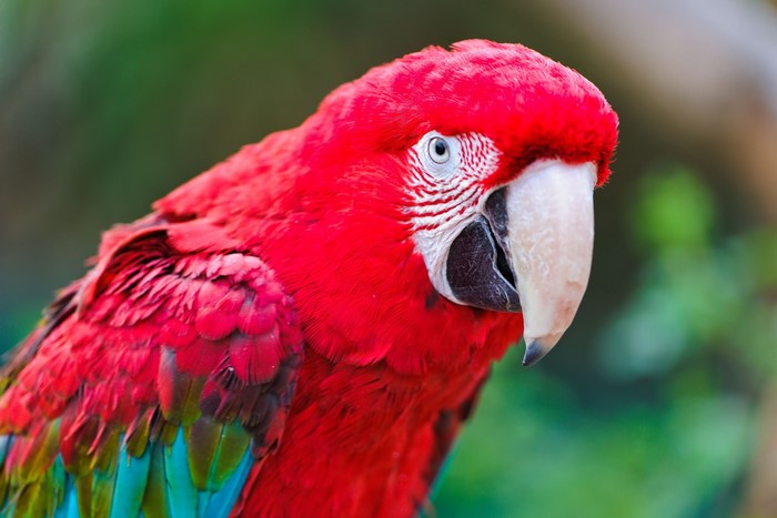 Close-up of a Red Macaw Parrot