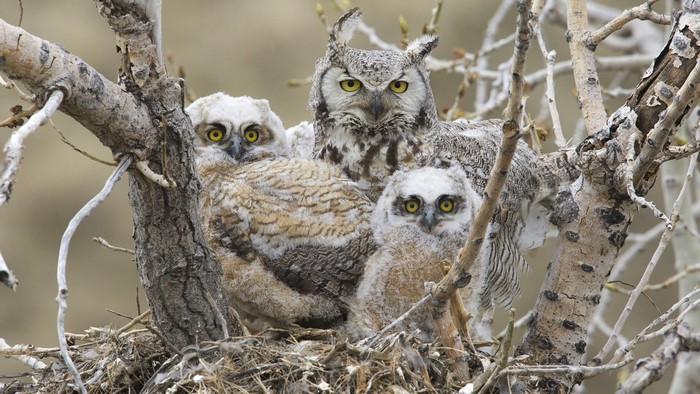 Great Horned Owl family in a nest
