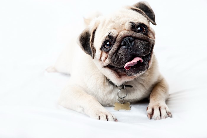 4K Pug Dog with Collar and Tag