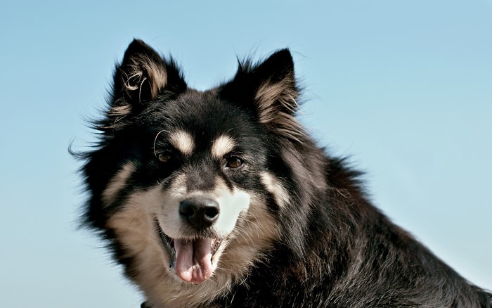 Black and tan dog with fluffy fur