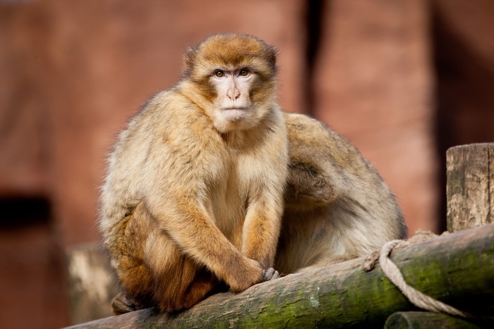 Two Barbary macaques sitting on a wooden beam