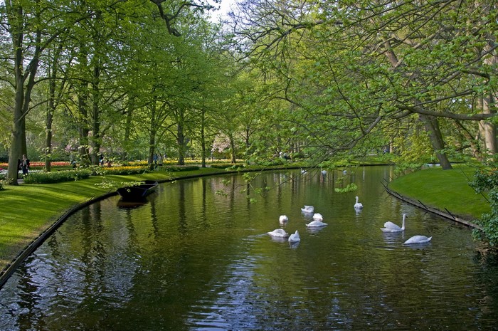 Swans swimming in a canal at Keukenhof Gardens, Lisse, Netherlands