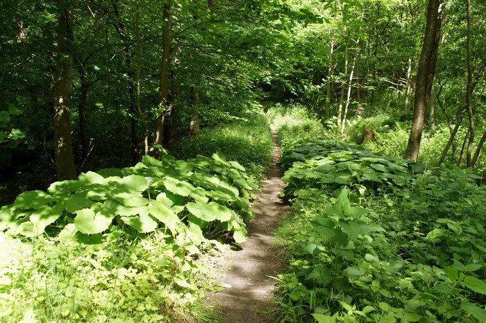 A forest path lined with large green plants