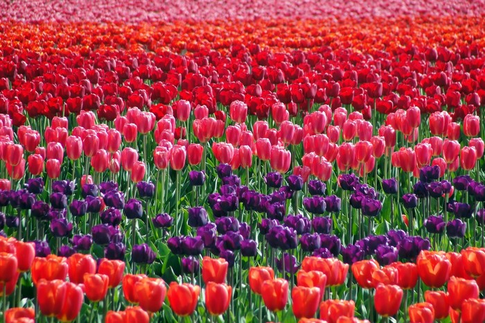 Field of colorful tulips in rows