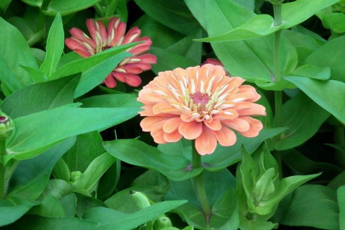 Orange and pink zinnias with green leaves