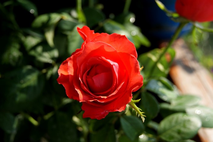Red Rose in Sunlight