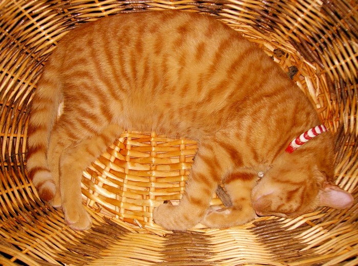 Orange tabby cat sleeping in a basket