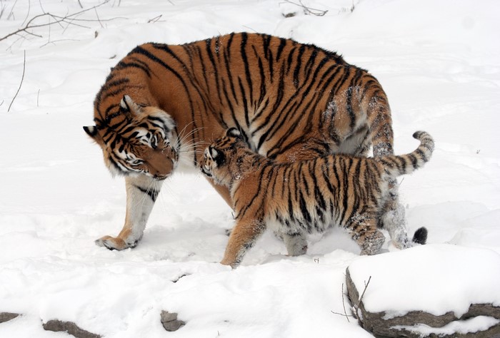 Mother and cub tigers in the snow