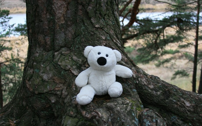 White teddy bear sitting on a tree trunk