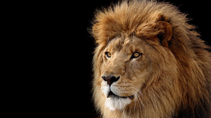 Close-up of a male lion's face