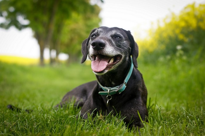 Black dog with graying muzzle lying in grass