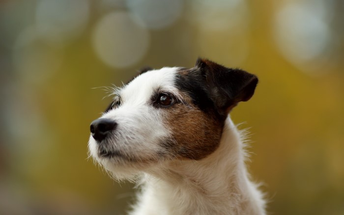 Jack Russell terrier dog looking to the side