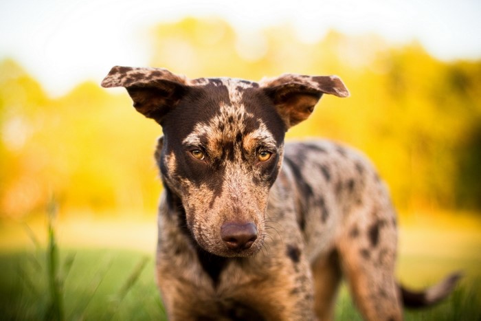 Merle dog with brown markings in a field