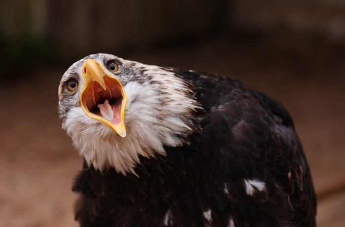 Bald Eagle with mouth open