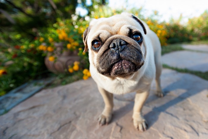 A pug dog stands on a stone path in a garden