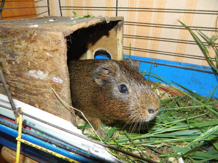 Guinea pig peeking out of a wooden house in a cage