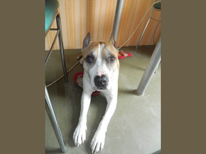 Amstaff dog lying down
