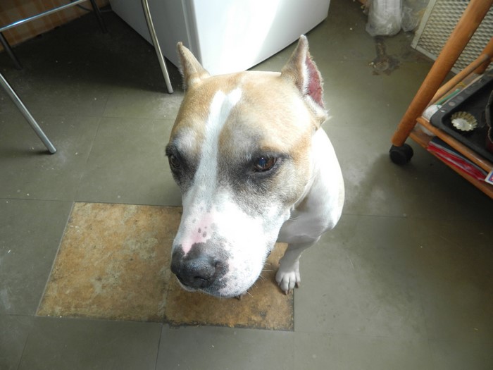 American Staffordshire Terrier dog looking up