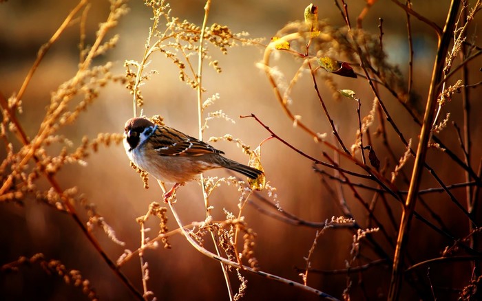 Sparrow perched on a dry branch in warm light