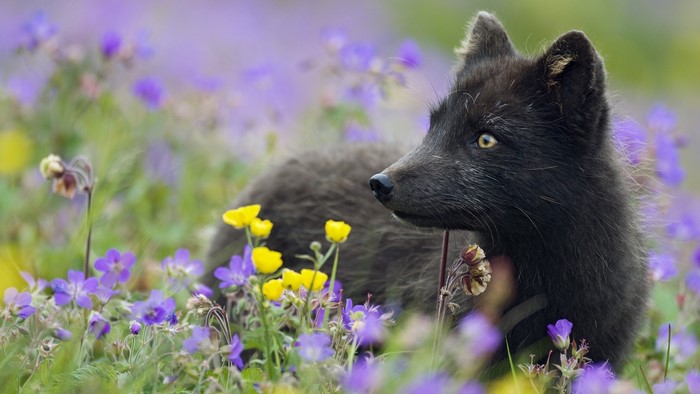 Black Arctic fox in a field of purple and yellow flowers