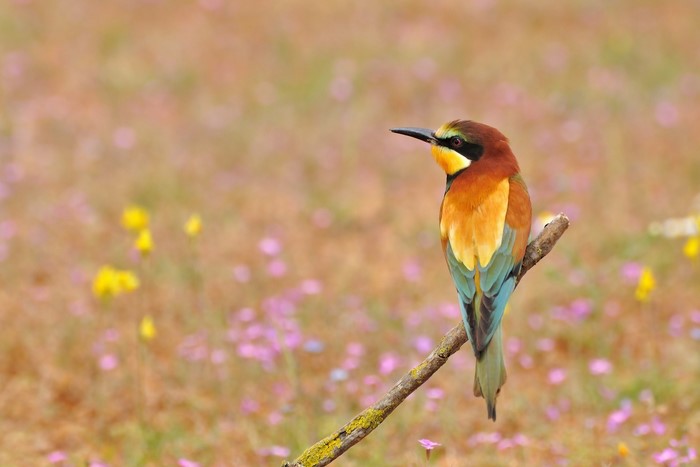 European Bee-eater bird perched on a branch in a field of flowers