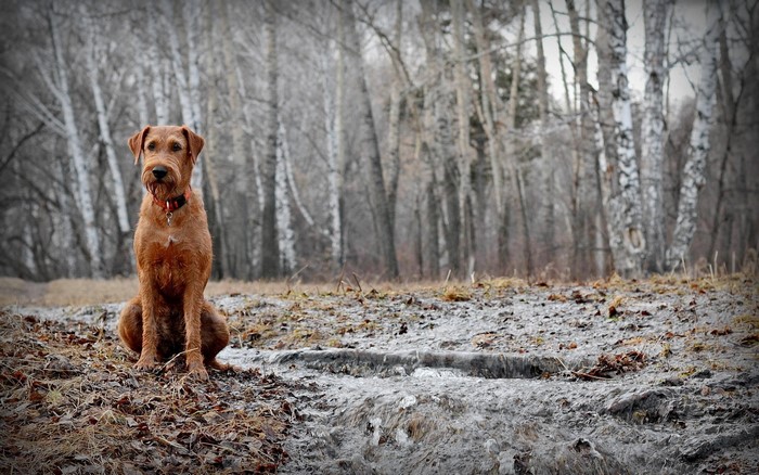 Irish Terrier sitting in a forest