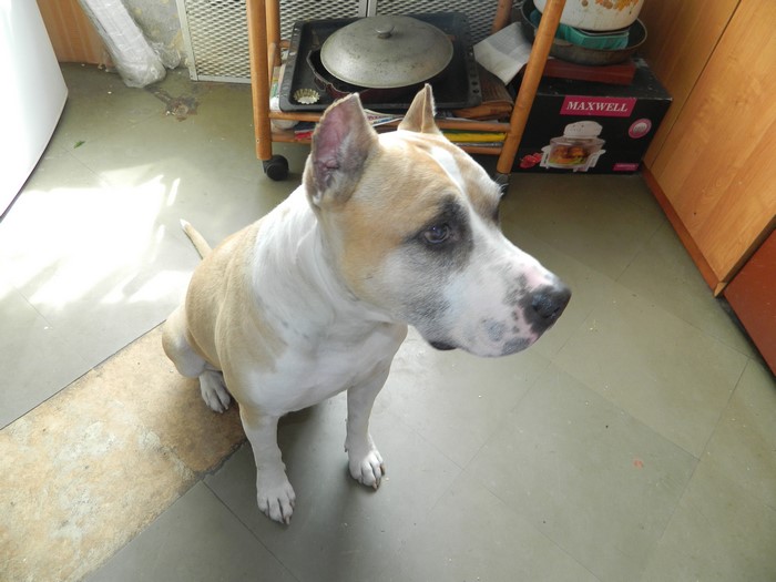 American Staffordshire Terrier sitting on kitchen floor