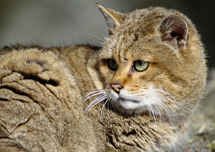 Close-up of a wildcat's face