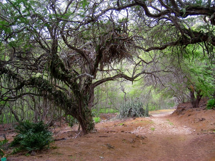 Botanical Gardens with Twisted Trees and Path
