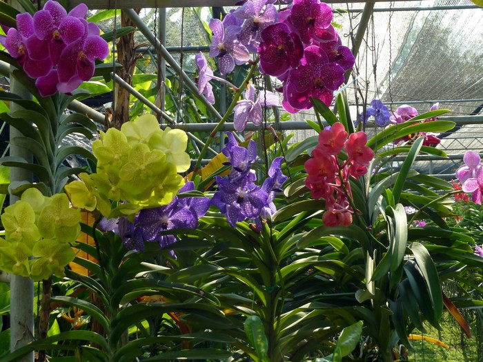 Vibrant orchids in a greenhouse