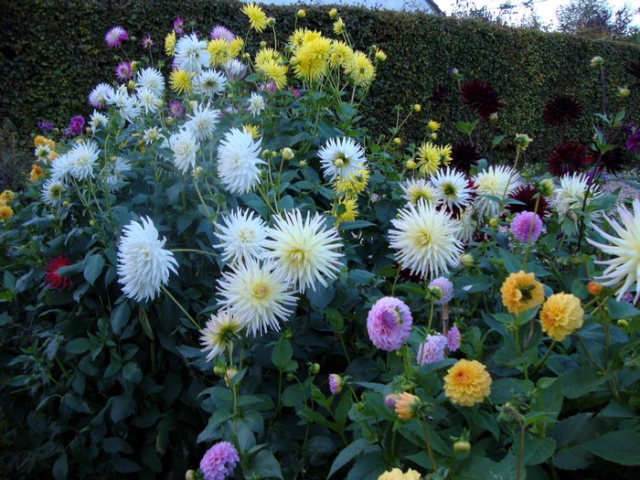 A garden bed filled with various colorful Dahlias