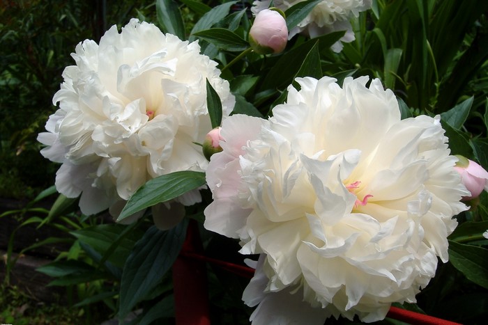 White Peony Flowers in Bloom