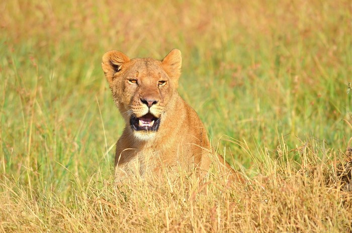 Lioness sitting in tall grass