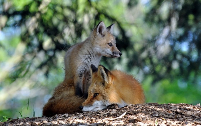 Two red foxes resting on the ground