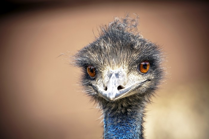 Close-up of an Emu's face