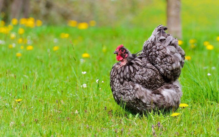 A fluffy chicken stands in a grassy field
